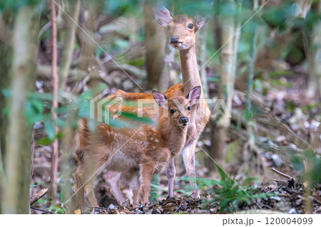 ヤクシカの親子　警戒　世界自然遺産屋久島(夏 120004099