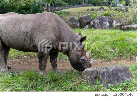 迫力あるヒガシクロサイ横顔 120004146