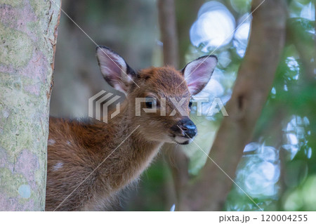 屋久島世界自然遺産のシカ(8月)可愛いヤクシカの子ども 120004255