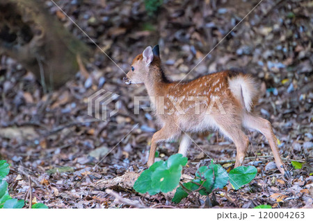 屋久島世界自然遺産のシカ(8月)可愛いヤクシカの子ども 120004263