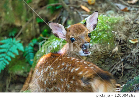 屋久島世界自然遺産のシカ(8月)可愛いヤクシカの子ども 120004265