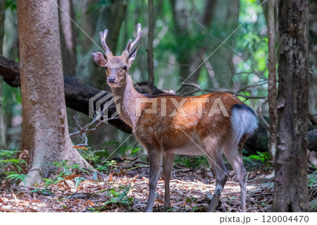ヤクシカの雄 警戒 世界自然遺産屋久島(夏 ヤクシカの雄 警戒 世界自然遺産屋久島(夏 120004470