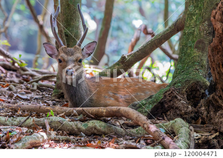 ヤクシカの雄　くつろぐ　世界自然遺産屋久島(夏 120004471