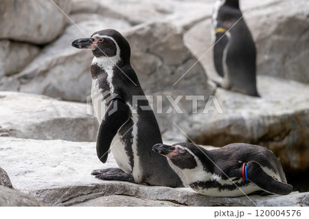 遠くを見つめるフンボルトペンギン 遠くを見つめるフンボルトペンギン 120004576