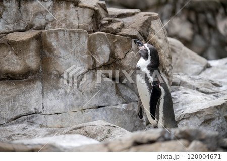 フンボルトペンギン フンボルトペンギン 120004671