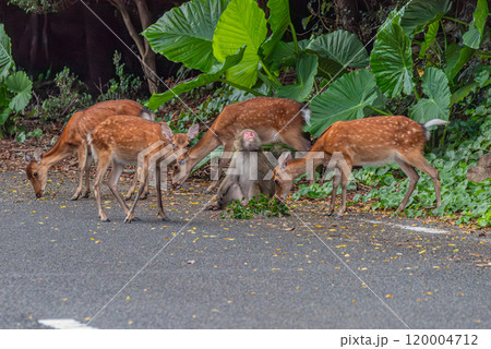 ヤクザルとヤクシカ　採餌中　世界自然遺産屋久島(夏 120004712