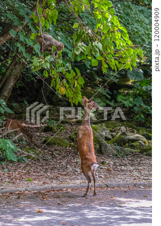 ヤクシカ　採餌　世界自然遺産屋久島(夏 120004909