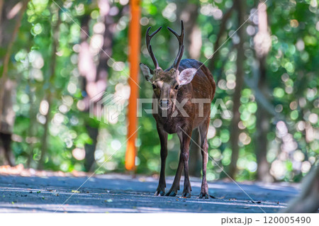 ヤクシカの雄 警戒 世界自然遺産屋久島(夏 ヤクシカの雄 警戒 世界自然遺産屋久島(夏 120005490