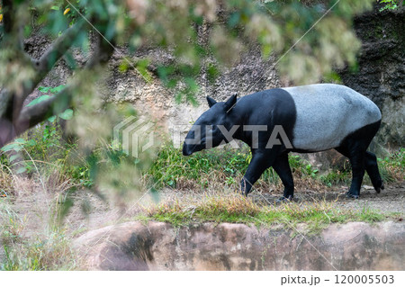 マレーバクの歩く姿 120005503