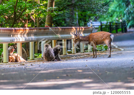 屋久島世界自然遺産の鹿と猿(8月)くつろぐヤクシカとヤクザル 120005555