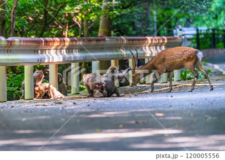 屋久島世界自然遺産の鹿と猿(8月)くつろぐヤクシカとヤクザル 120005556