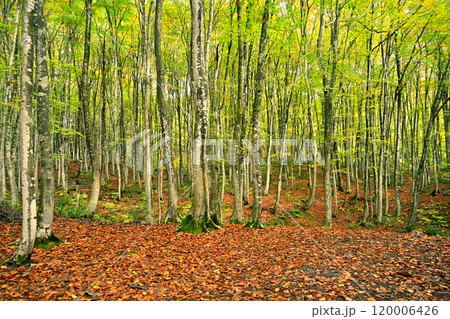 新潟県、秋の美人林 新潟県、秋の美人林 120006426