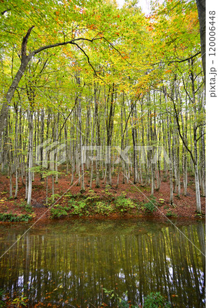 新潟県、秋の美人林 120006448