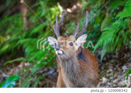 ヤクシカの雄　くつろぐ　世界自然遺産屋久島(夏 120006542