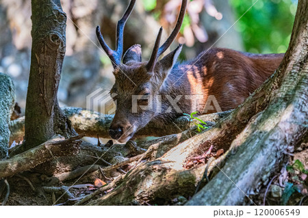 ヤクシカの雄　くつろぐ　世界自然遺産屋久島(夏 120006549