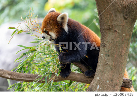 木の上で笹を食べるレッサーパンダの横顔 木の上で笹を食べるレッサーパンダの横顔 120008419