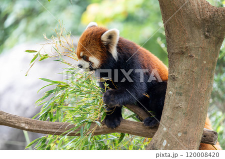 木の上で笹を食べるレッサーパンダの横顔 木の上で笹を食べるレッサーパンダの横顔 120008420