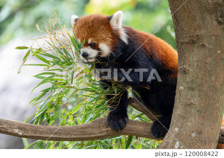 木の上で笹を食べるレッサーパンダの横顔 120008422