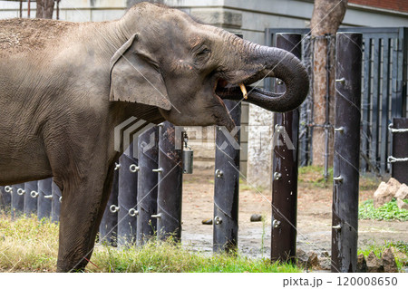 インドゾウの水を飲む瞬間 120008650