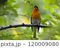 旅鳥のムギマキ 120009080