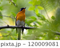 旅鳥のムギマキ 120009081