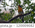 旅鳥のムギマキ 120009082