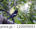旅鳥のムギマキ 120009083