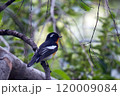 旅鳥のムギマキ 120009084