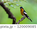 旅鳥のムギマキ 120009085