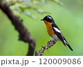 旅鳥のムギマキ 120009086