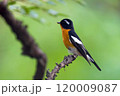 旅鳥のムギマキ 120009087