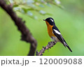 旅鳥のムギマキ 120009088