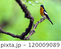 旅鳥のムギマキ 120009089