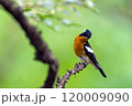 旅鳥のムギマキ 120009090