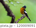 旅鳥のムギマキ 120009091