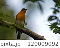 旅鳥のムギマキ 120009092