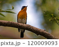 旅鳥のムギマキ 120009093