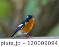 旅鳥のムギマキ 120009094