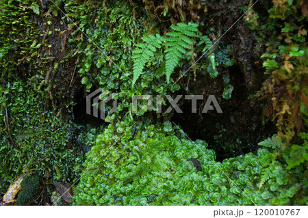 白谷雲水峡の苔むす森 120010767