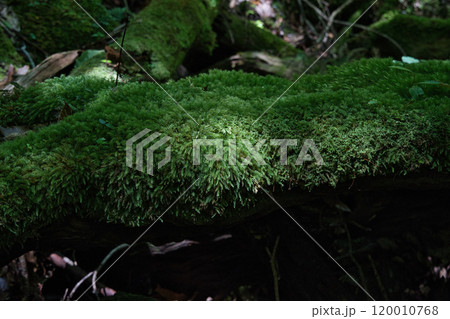 木漏れ日が当たる苔のベッド 木漏れ日が当たる苔のベッド 120010768