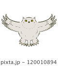 シマフクロウ 120010894