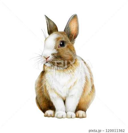 Cute little bunny painted illustration. Hand drawn rabbit vintage style image. Small bunny wildlife and domestic mammal sitting on white background. Funny hare Easter traditional animal symbol Cute little bunny painted illustration. Hand drawn rabbit vintage style image. Small bunny wildlife and domestic mammal sitting on white background. Funny hare Easter traditional animal symbol 120011362