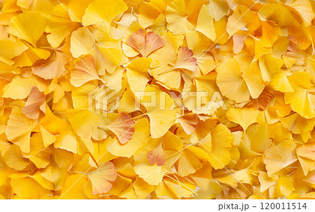 黄色とオレンジ色のイチョウの落ち葉 黄色とオレンジ色のイチョウの落ち葉 120011514
