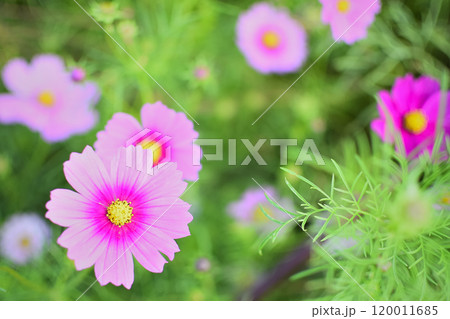 ピンク色の可愛いコスモス ピンク色の可愛いコスモス 120011685