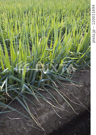 ネギ畑イメージ 120011694