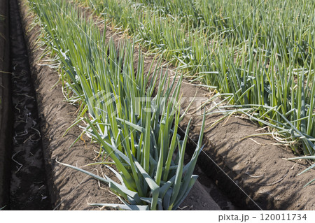 ネギ畑 ネギ畑 120011734