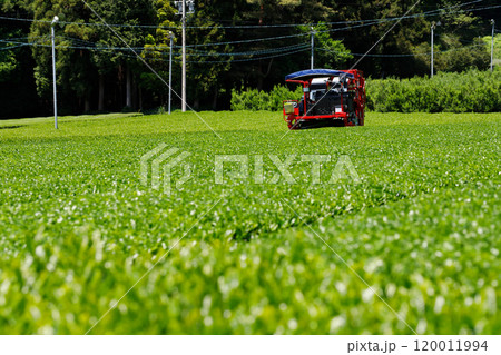 岐阜県の揖斐茶の収穫をしている風景。茶畑と茶摘採機械。 120011994