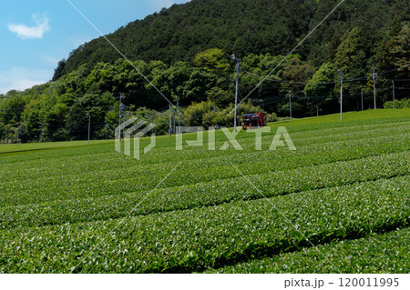 山間部の森と茶畑の畝のむこうで茶摘みをする機械が見える茶畑の風景 山間部の森と茶畑の畝のむこうで茶摘みをする機械が見える茶畑の風景 120011995