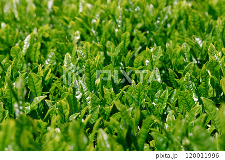 茶畑の茶葉。光沢があり、濃い緑色の生茶葉 茶畑の茶葉。光沢があり、濃い緑色の生茶葉 120011996