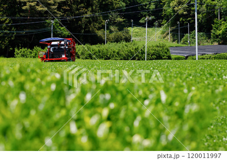 岐阜県の揖斐茶の収穫をしている風景。茶畑と茶摘採機械。 120011997